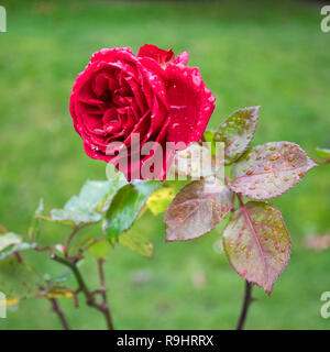 Winter rote Rose Blüte gegen verschwommenen Hintergrund. Einzelne Blume nur nach dem Regen mit Blüten sichtbar. Stockfoto