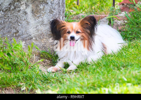 Portrait von niedlichen Papillon Hund im Gras liegend Stockfoto