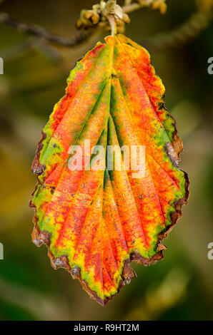 Einzelnes Blatt eines Hamamelis im Herbst, im Licht und Dunkel Grün, Gelb, Orange, Rot und Braun Stockfoto