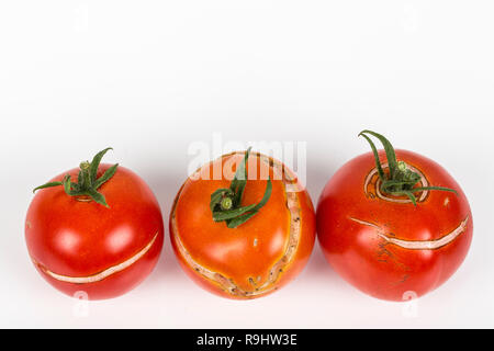 3 Split, Tomaten wegen Regen nach Trockenheit rissig, Gartenarbeit problem. Auf weissem Hintergrund. Ort schreibt Stockfoto