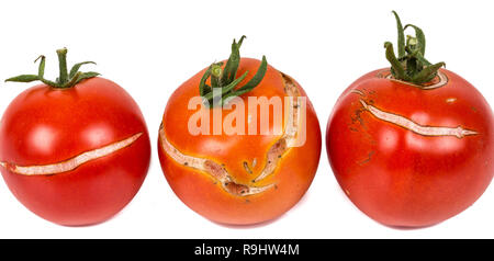 3 Split, Tomaten wegen Regen nach Trockenheit rissig, Gartenarbeit problem. Auf weissem Hintergrund. Ort schreibt Stockfoto