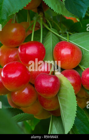 Rainier Kirschen (Prunus Avium) wachsen auf einem Baum in der Nähe des Columbia Gorge in Oregon. USA Stockfoto