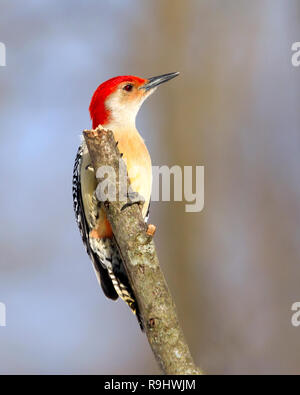 Red-bellied sind sehr scheu, wo ich lebe. Ich hatte in Camo zu verstecken, sie zu erhalten, nah genug, um Foto zu erhalten. Sie sind ein bunter Vogel und Spaß zu beobachten. Stockfoto