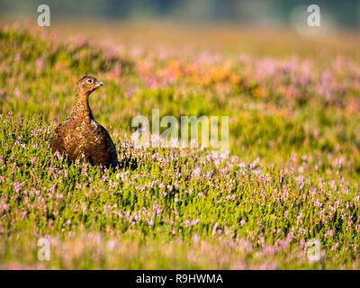 Ein Moorschneehuhn (Lagopus lagopus) Im blühenden Heidekraut (Calluna vulgaris) auf Hograh Moor, Westerdale, North Yorkshire Moors Stockfoto