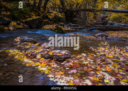 Schöne Herbstfarben an einem Bergbach. Stockfoto