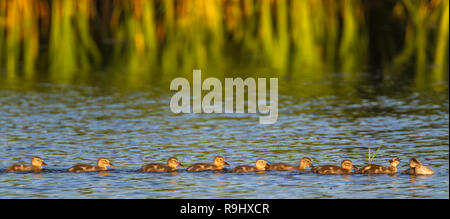 Seitenansicht des Baby Enten - Küken - wie Sie auf einem Teich in warmes Abendlicht in Calgary, Alberta, Kanada schwimmen Stockfoto