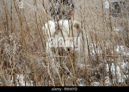 Schließen Porträt einer wunderschönen flauschigen Bulldog auf dem Hintergrund der Sonne und Schnee. Polar Hund im Schnee. wallpaper Stockfoto