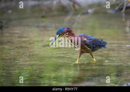 Schöne mindestens Rohrdommel Vogel schließen die Jagd auf Wasser Stockfoto