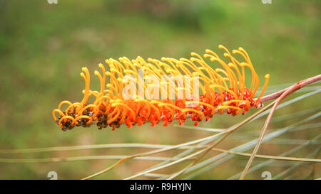 Grevillea Blume Gelb Orange auf Baum im Sommer Garten/Blumen der grevillea in Kiefer Familie Stockfoto