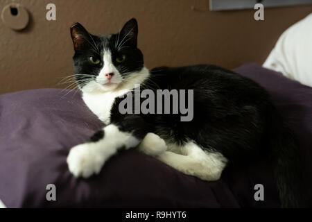 Schwarze & Weiße Katze legt auf einem violetten Kissen Stockfoto