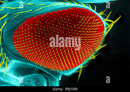 Auge eines gemeinsamen Fruchtfliege (Drosophila melanogaster), Rasterelektronenmikroskopie Stockfoto