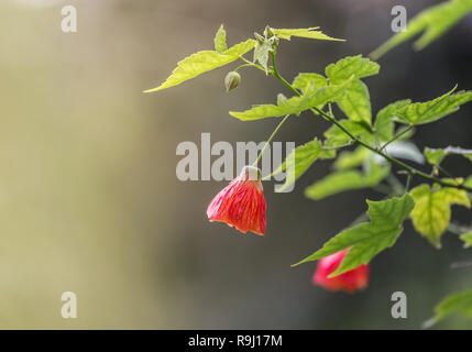 Diese wunderschöne Blume allgemein bekannt als redvein Abutilon, rote Ader indische Malve, redvein Blüte Ahorn, Chinesisch-Laterne oder rote Ader Lampions Stockfoto