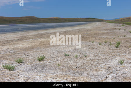 Salicornia Pflanze, die in den Salzwiesen am Strand wächst, ist lecker und gesund Essen Stockfoto