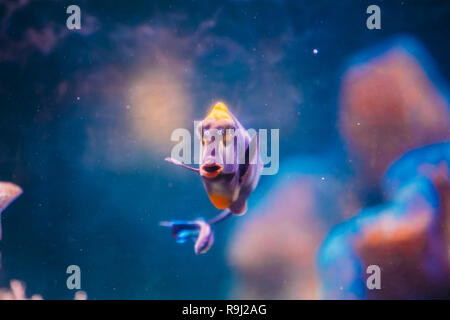 Barcheek Doktorfische - Clown Tang-maskierten Nasendoktorfisch Fisch Naso Lituratus schwimmen im Wasser. Stockfoto