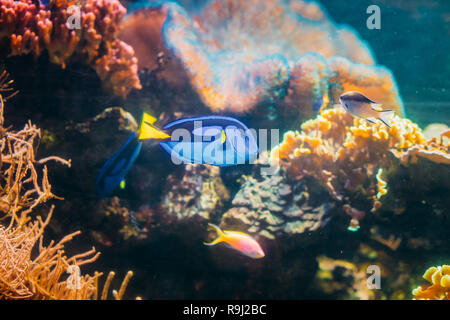 Blue Tang Paracanthurus hepatus Fische schwimmen im Wasser. Beliebte Fische in Marine Aquarium, braucht eine große Coral Aquarium zu Leben in Gefangenschaft in der Lage sein Stockfoto