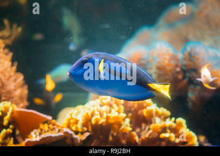 Blue Tang Paracanthurus hepatus Fische schwimmen im Wasser. Beliebte Fische in Marine Aquarium, braucht eine große Coral Aquarium zu Leben in Gefangenschaft in der Lage sein Stockfoto