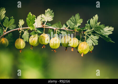 Frische grüne Stachelbeeren am Zweig. Wachsende organische Beeren Closeup auf einem Zweig von Stachelbeeren Bush. Reife Stachelbeere Obst Garten Stockfoto