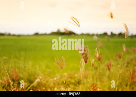 Gras und Wind am Abend auf dem Reisfeld Hintergrund. Stockfoto