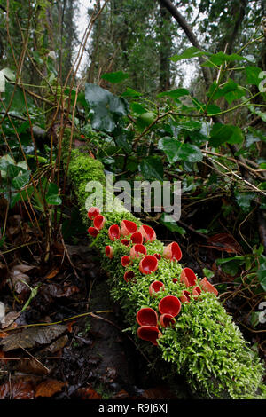 Scarlet Elf Cup; Sarcoscypha cocinea auf Moosigen Log Cornwall wachsen; UK Stockfoto