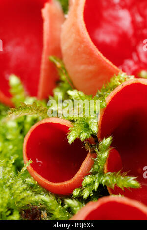 Scarlet Elf Cup; Sarcoscypha cocinea auf Moosigen Log Cornwall wachsen; UK Stockfoto