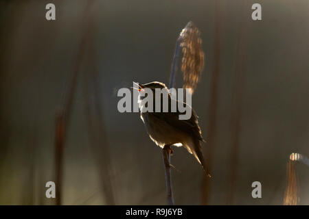 Schilfrohrsänger; Acrocephalus schoenobaenus Single singen Cornwall, UK Stockfoto