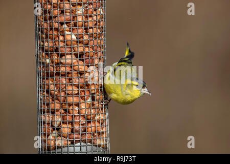 Siskin; Spinus spinus einzelner Mann; auf Erdnuss Feeder Schottland; VEREINIGTES KÖNIGREICH Stockfoto