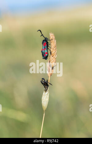 Sechs Spot Burnet Zygaena Filipendulae Motte; Single mit Cocoon Cornwall, UK Stockfoto