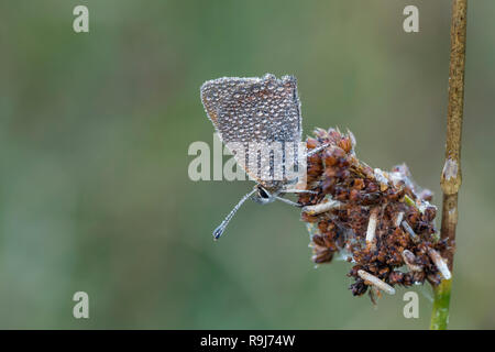 Lycaena phlaeas kleiner Kupfer; Single in Tau Cornwall, UK Stockfoto