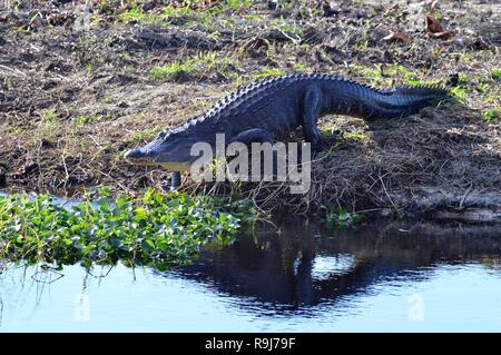 Alligator sonnen auf der Bank Stockfoto