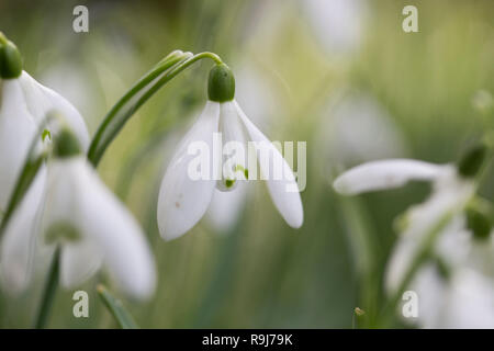 Schneeglöckchen, Blüte; Cornwall, UK Stockfoto