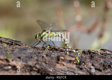 Southern Hawker Dragonfly; Aeshna cyanea einzigen Weibchen Eier Cornwall, UK Stockfoto