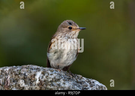 Muscicapa striata beschmutzt Schopftyrann; Single auf Rock Cornwall, UK Stockfoto