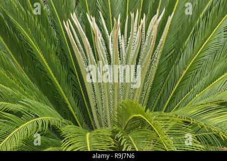 Frühjahrsaustrieb von sagomark Palm, King sago Stockfoto