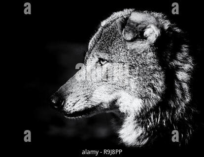Wolf Stockfoto