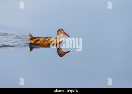 Wasser Schiene; Rallus aquaticus Single; Schwimmen Scilly-inseln, Großbritannien Stockfoto