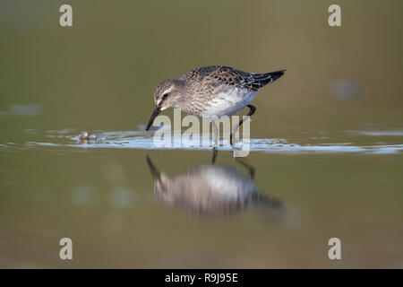 Weiß Rumped Sandpiper; Calidris fuscicollis Single; unreif Scilly-inseln, Großbritannien Stockfoto