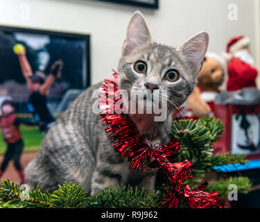 Silber und Grau tabby Kitten in der Girlande verwirrte beim Klettern der Weihnachtsbaum nach oben hat Blick auf den haarigen Gesicht überrascht. Stockfoto