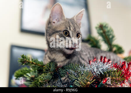 Silber und Grau tabby Kitten liegen oben auf Weihnachtsbaum leckte sich die Lippen auf seinem haarigen Gesicht. Stockfoto
