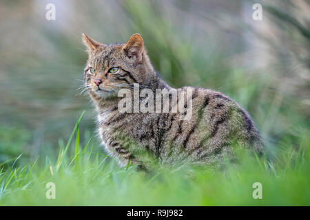 Wildkatze, Felis silvestris einzige Sitzung DE Stockfoto