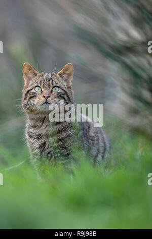 Wildkatze, Felis silvestris einzige Sitzung DE Stockfoto