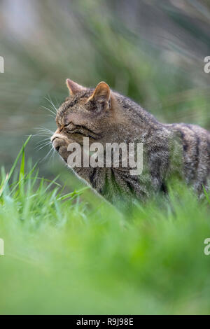 Wildkatze, Felis silvestris Single Waschen UK Stockfoto