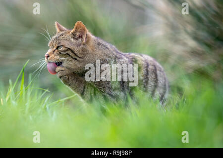 Wildkatze, Felis silvestris Single lecken Paw UK Stockfoto