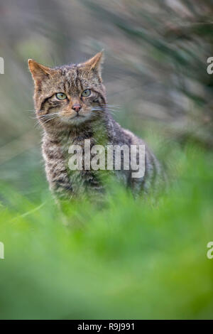 Wildkatze, Felis silvestris einzige Sitzung DE Stockfoto