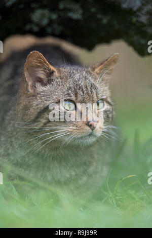 Wildkatze, Felis silvestris einzige Sitzung DE Stockfoto