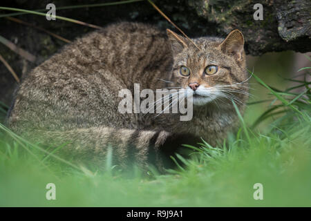 Wildkatze, Felis silvestris einzige Sitzung unter Anmelden UK Stockfoto