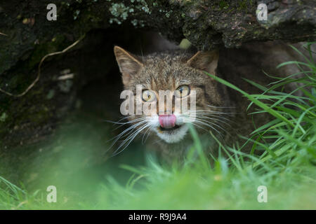 Wildkatze, Felis silvestris Single unter Anmelden; Lecken Lippe UK Stockfoto