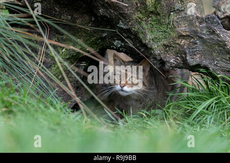 Wildkatze, Felis silvestris Single unter Anmelden UK Stockfoto