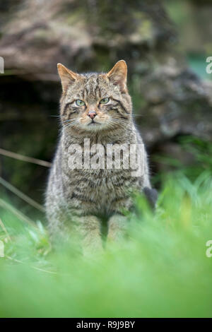 Wildkatze, Felis silvestris einzige Sitzung DE Stockfoto