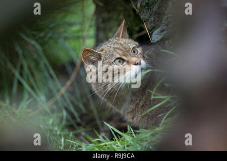 Wildkatze, Felis silvestris Single; Suchen nach Großbritannien Stockfoto