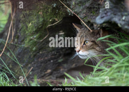 Wildkatze, Felis silvestris Single; unter Anmelden UK Stockfoto